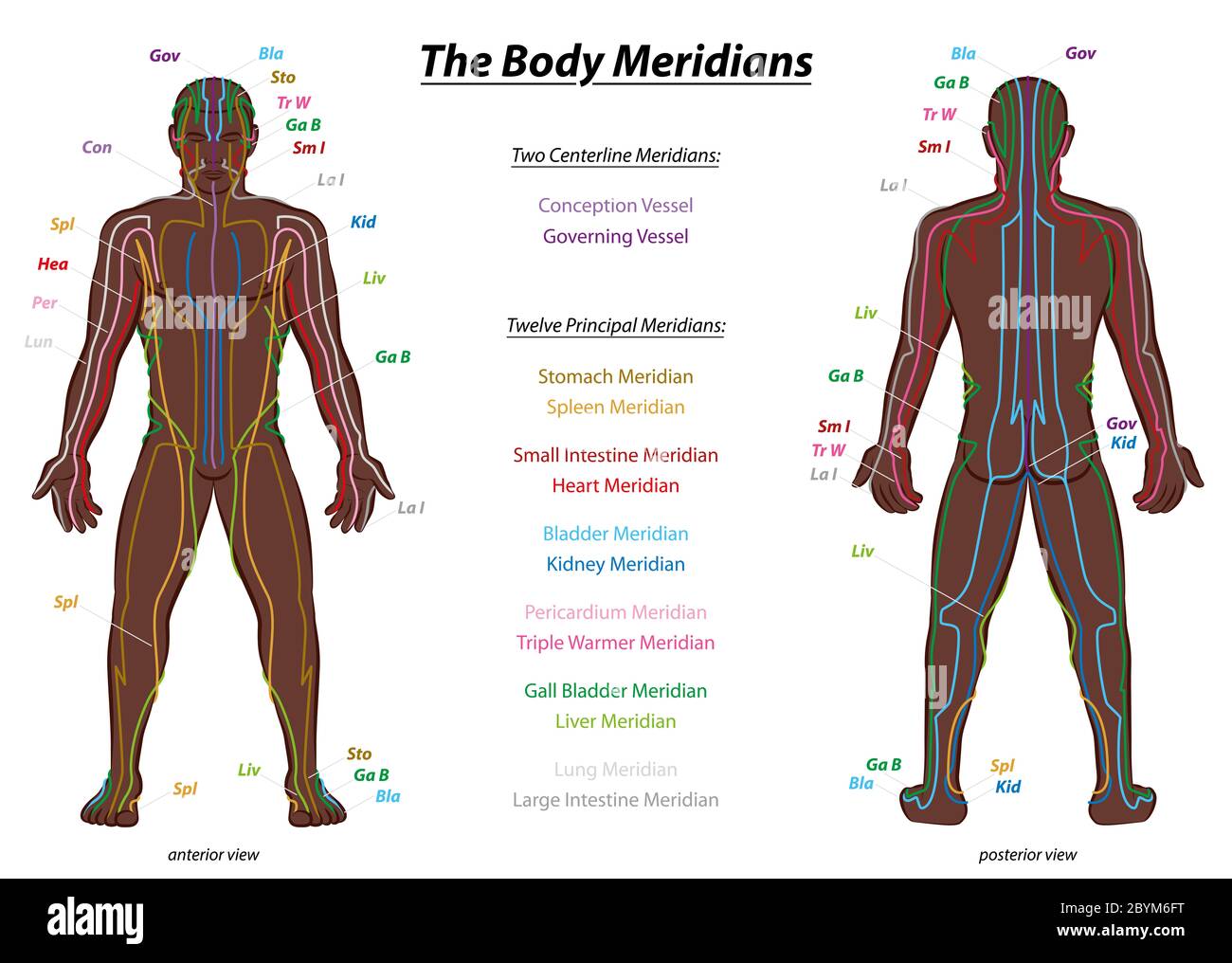 MERIDIAN SYSTEM CHART, black man, male body with labelled meridians - anterior and posterior view - Traditional Chinese Medicine. Stock Photo