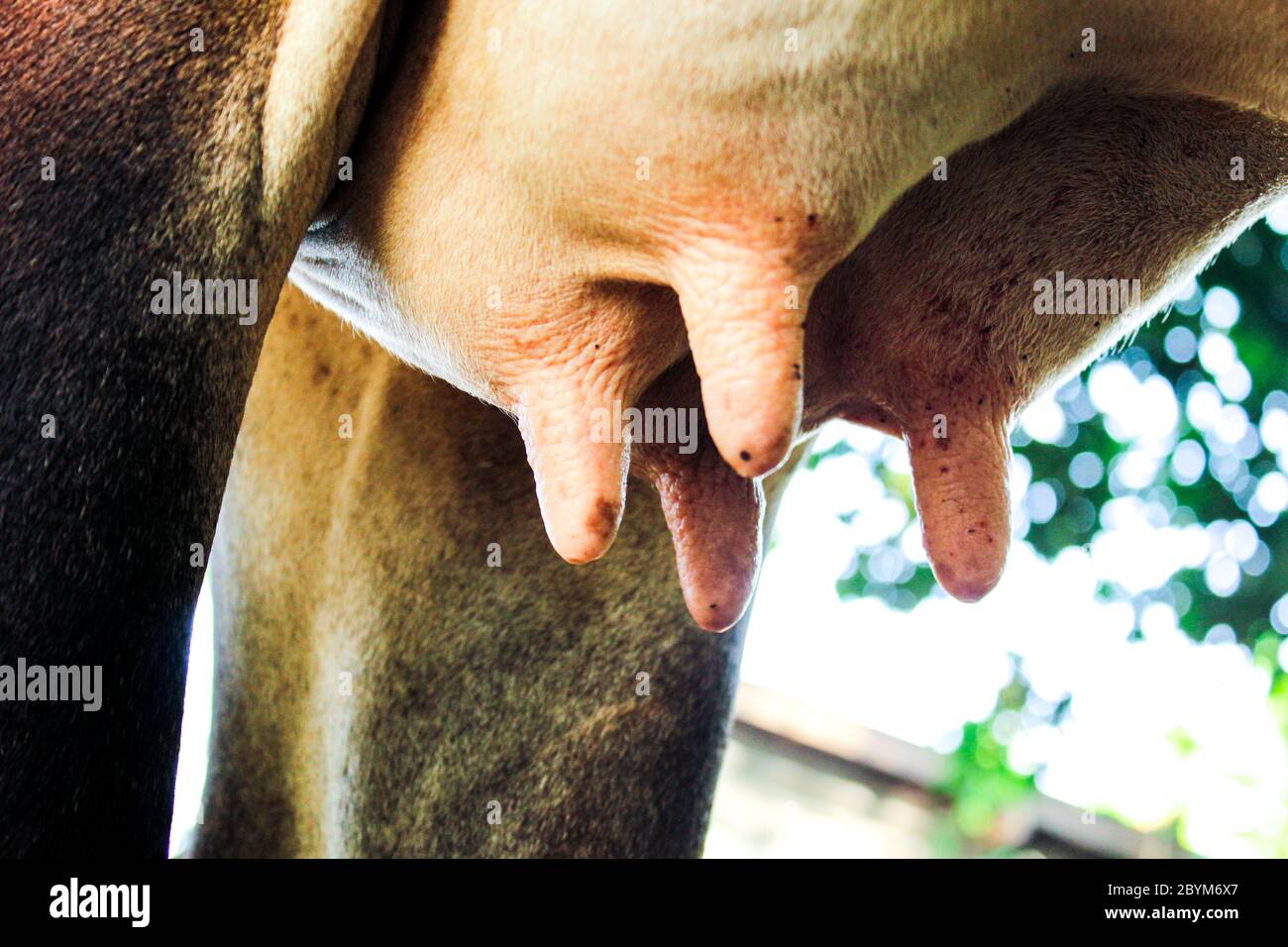 Brown nipple hi-res stock photography and images - Page 3 - Alamy