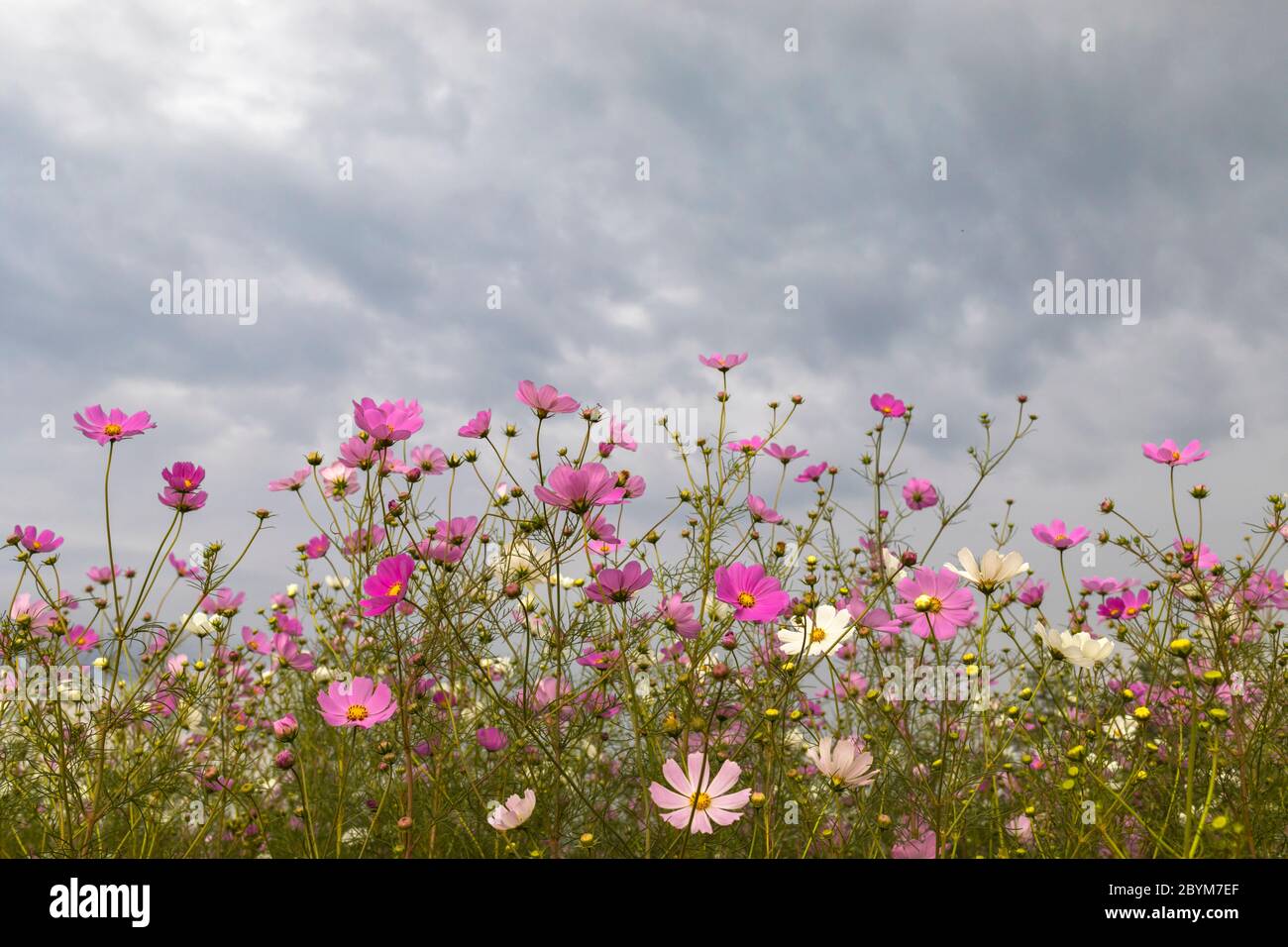 Clouds white cosmos flowers hi-res stock photography and images - Alamy