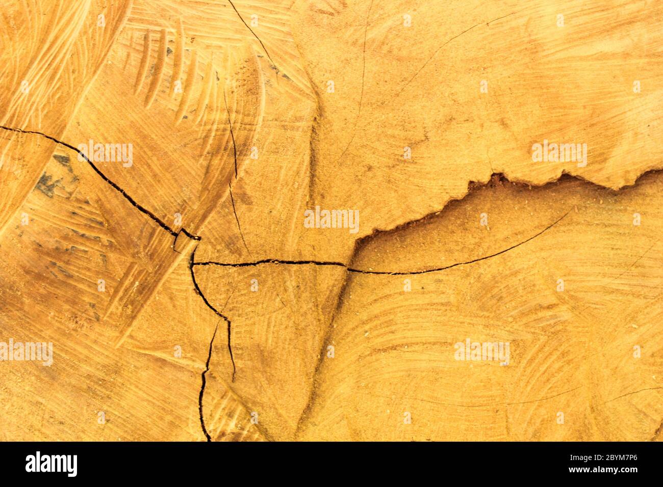 cross section of stump tint brown tree trunk showing growth rings Stock ...