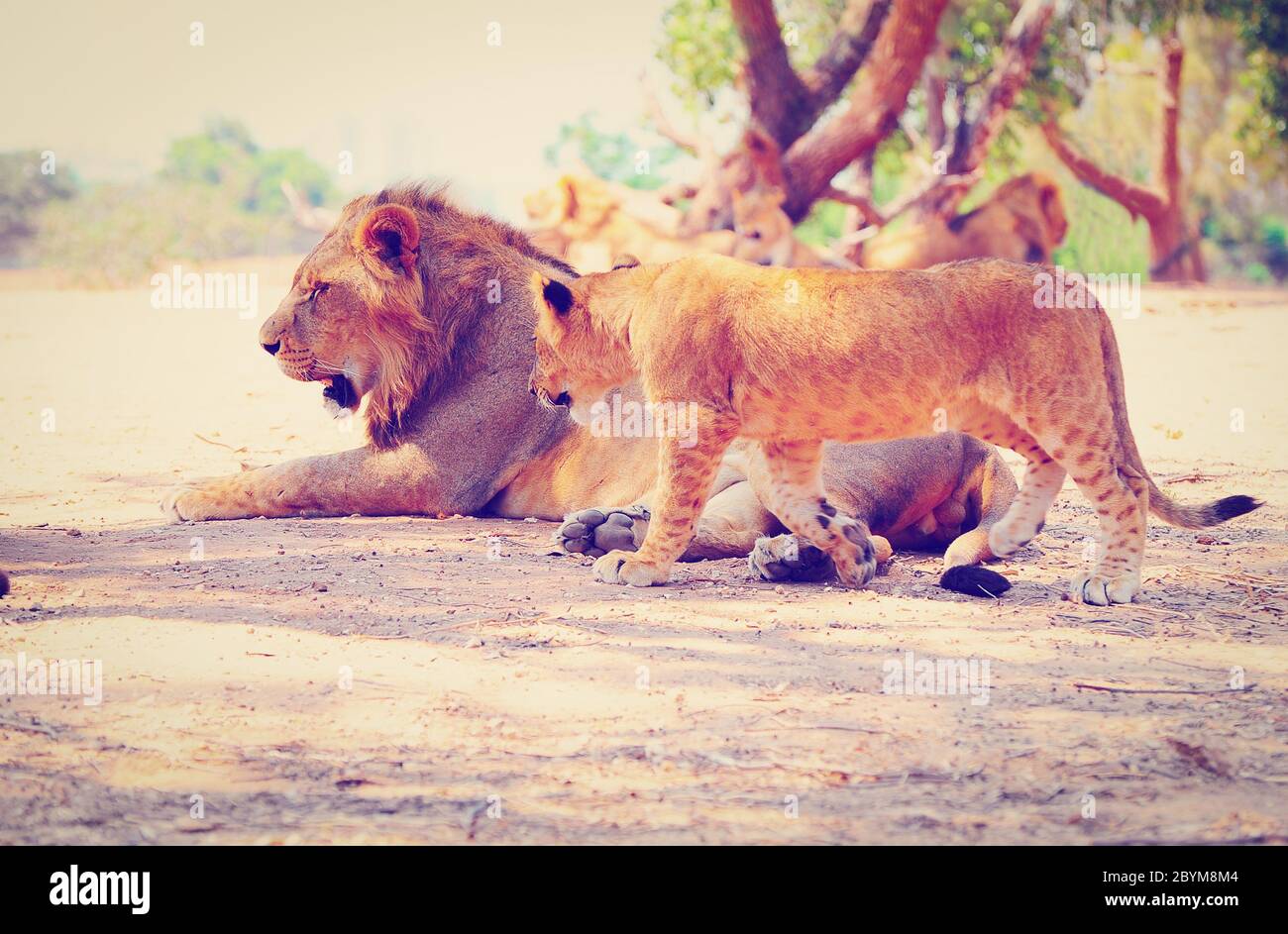 Lions Stock Photo