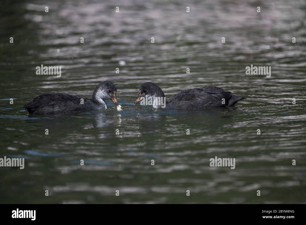 Coot; Fulica atra; Young with Plastic Sachet; UK Stock Photo