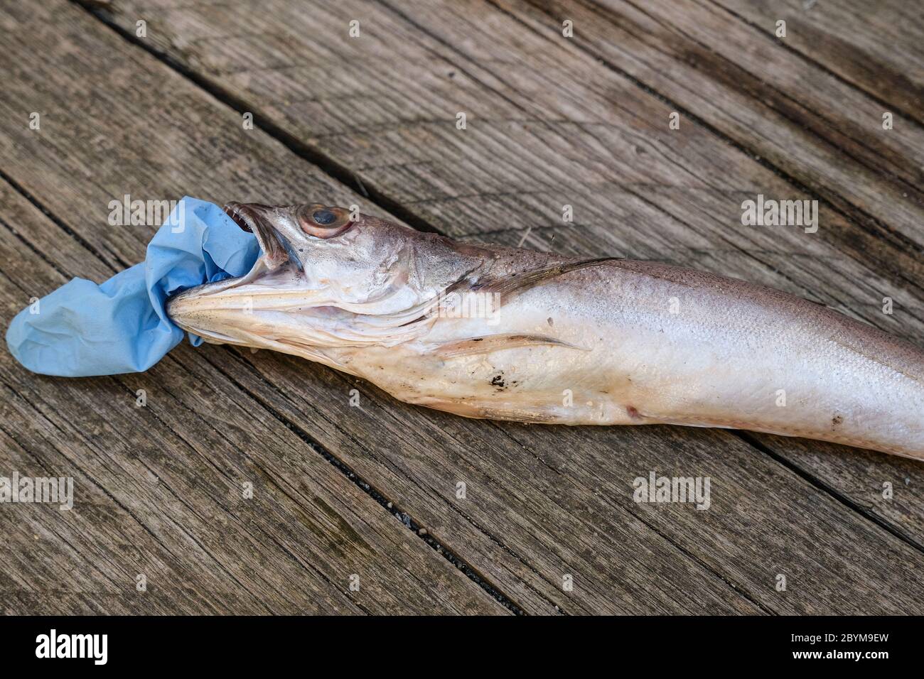 Isolated Cod fish dead eating plastic disposal medical glove garbage waste,animal ecosystem pollution after covid disease Stock Photo