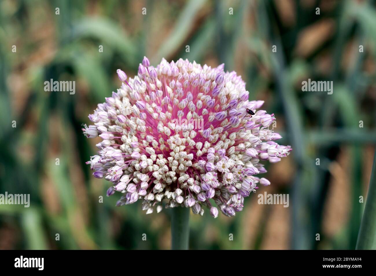 Purple onion flowers hi-res stock photography and images - Alamy