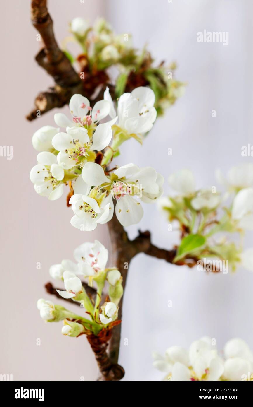 Blooming branches of apple tree in spring. Graphic resources Stock Photo