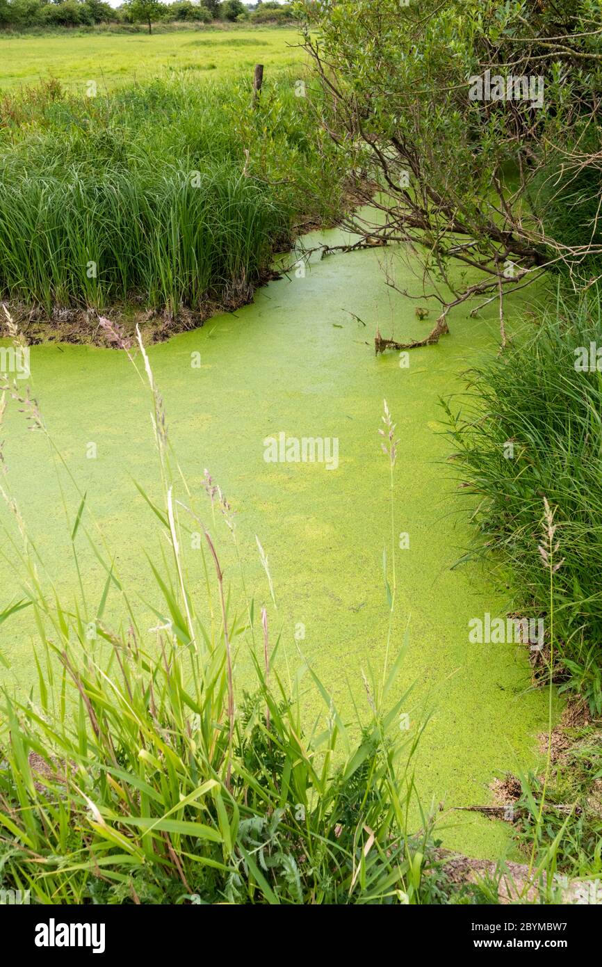 Pondweed and reeds in early June at the Coombe Hill Canal and Meadows