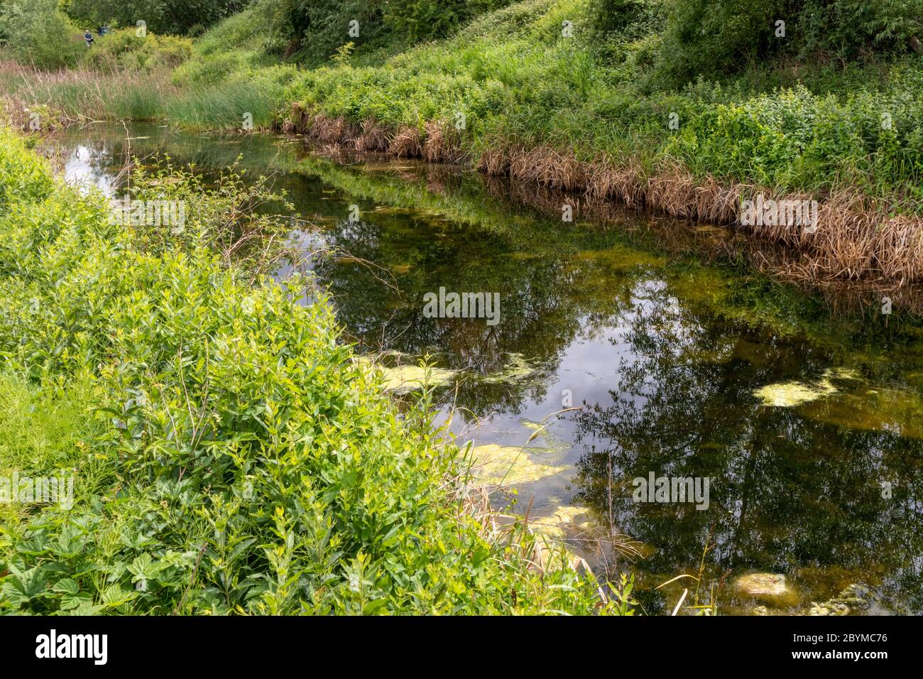 Coombe hill canal and meadows nature reserve hires stock photography