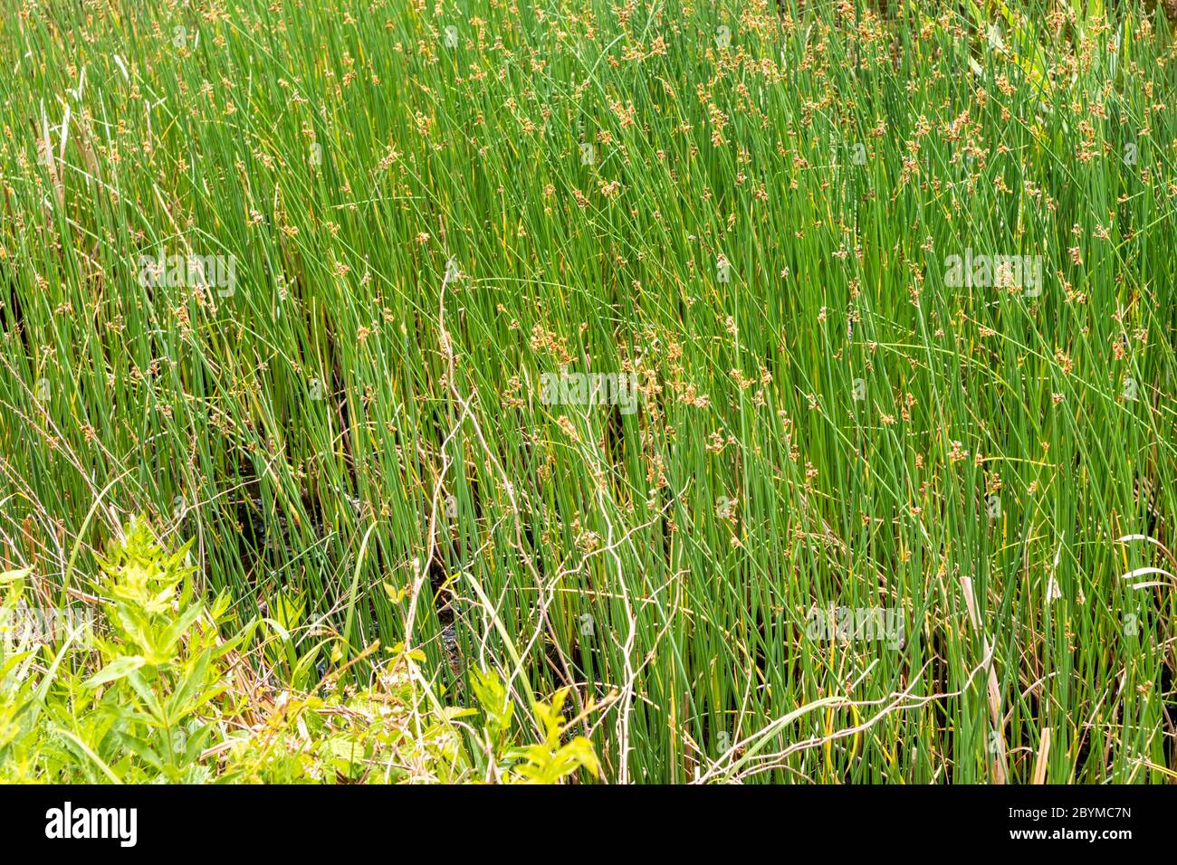 Reeds in early June at the Coombe Hill Canal and Meadows Nature Reserve, Gloucestershire UK Stock Photo