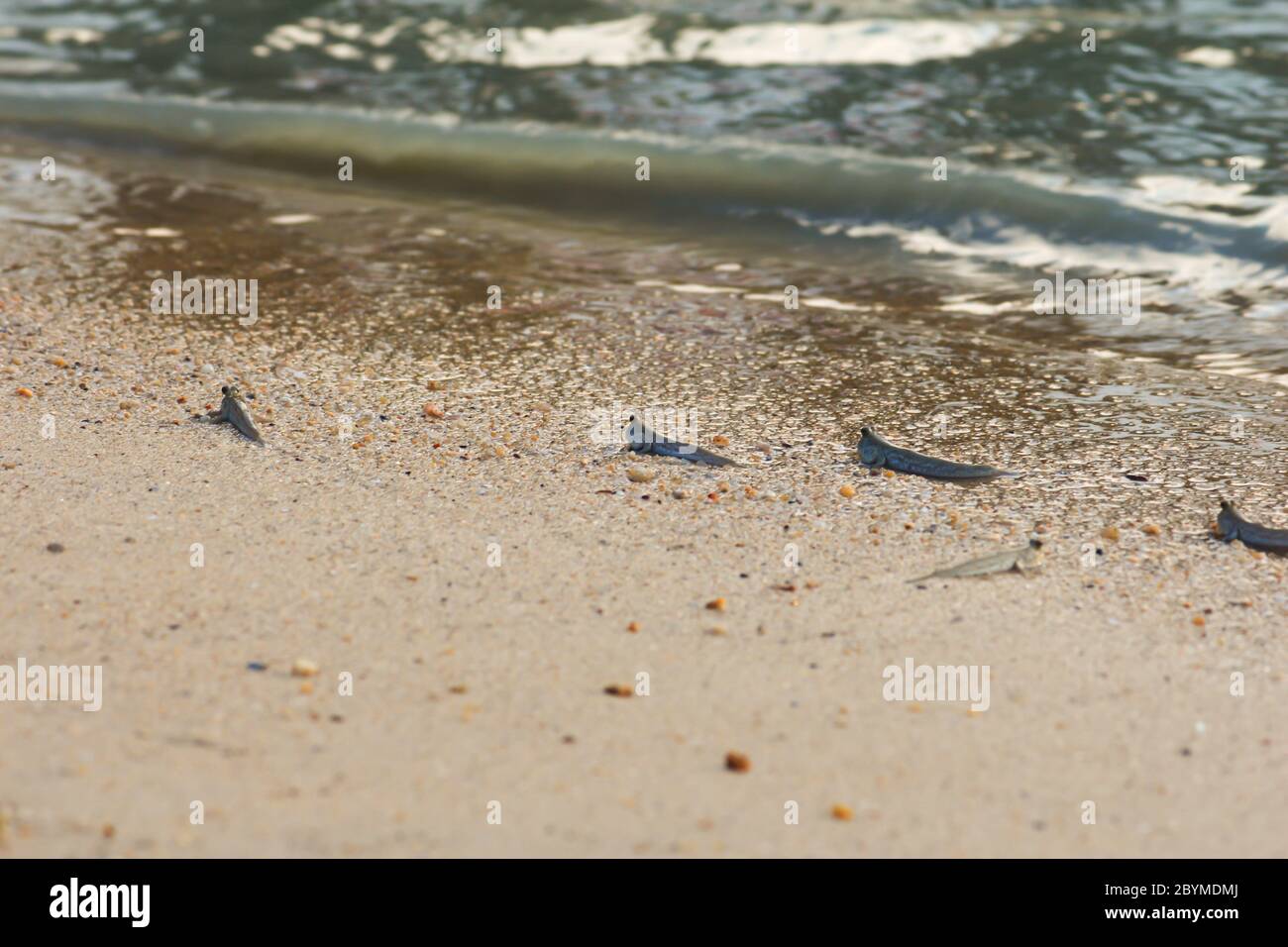 little fish mudskipper or amphibious fish on mud at sea Stock Photo