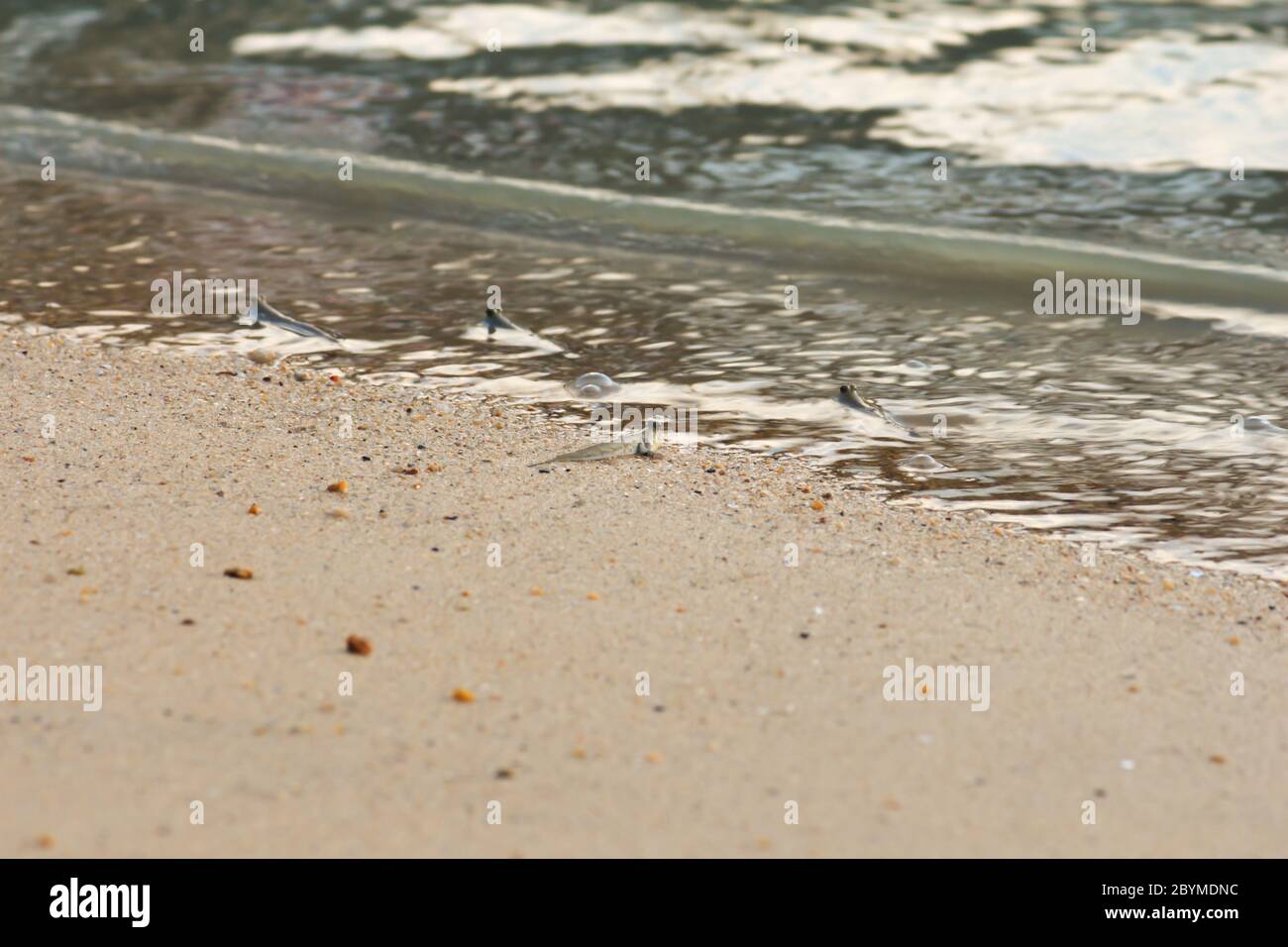 little fish mudskipper or amphibious fish on mud at sea Stock Photo