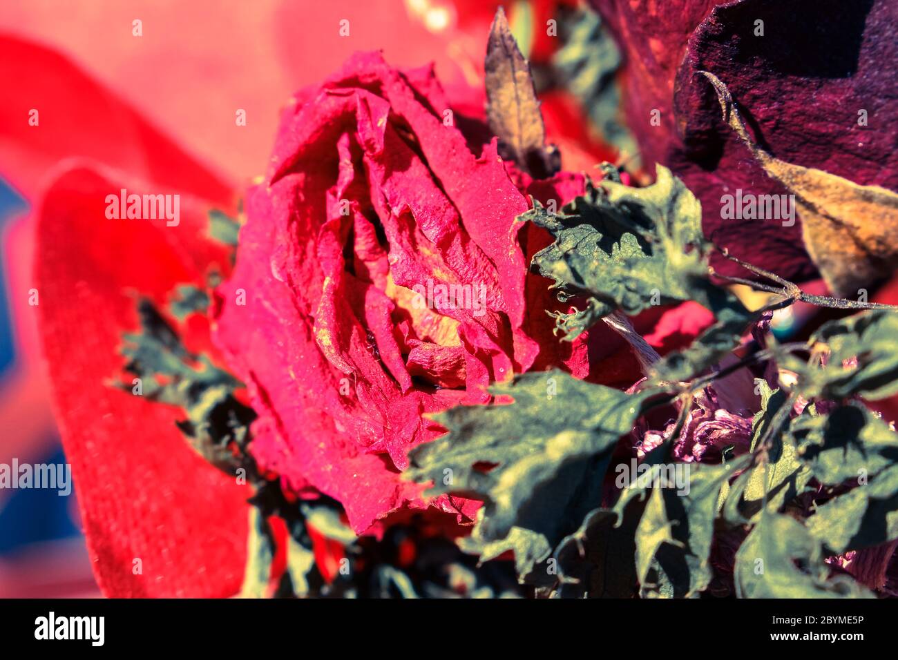 bouquet of flower dried roses still life with morning sunlight Stock ...