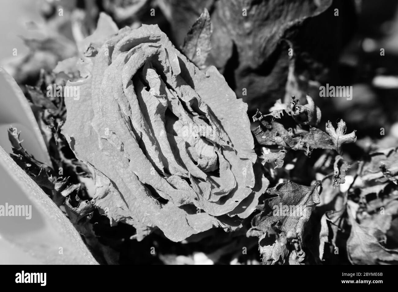 bouquet of flower dried roses still life with morning sunlight Stock ...