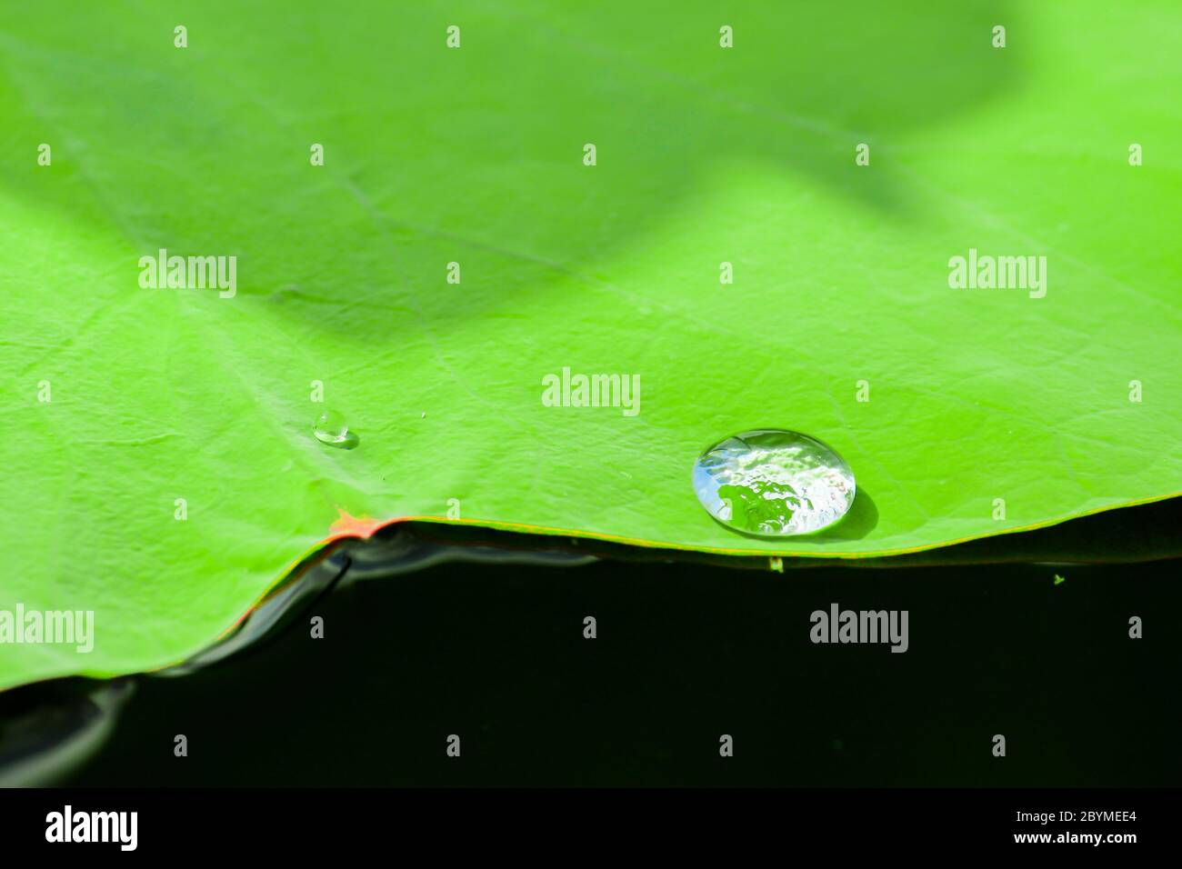 water drop on fresh green lotus leaf background Stock Photo - Alamy