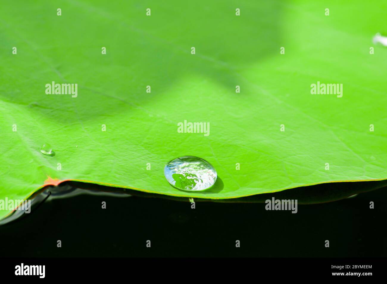 Water drop on lotus hi-res stock photography and images - Alamy