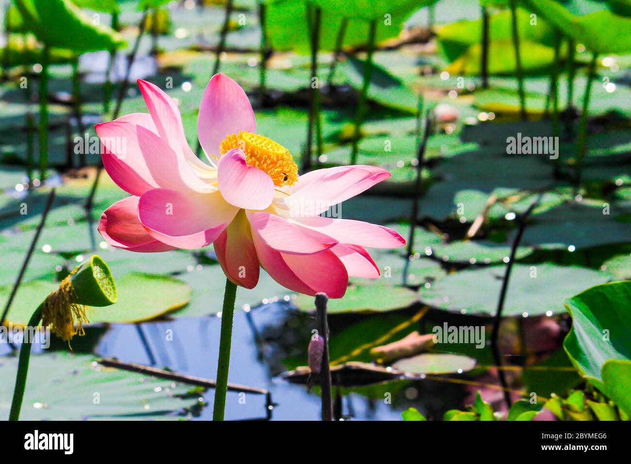 beautiful lotus blossoms or water lily flowers with bee pollination