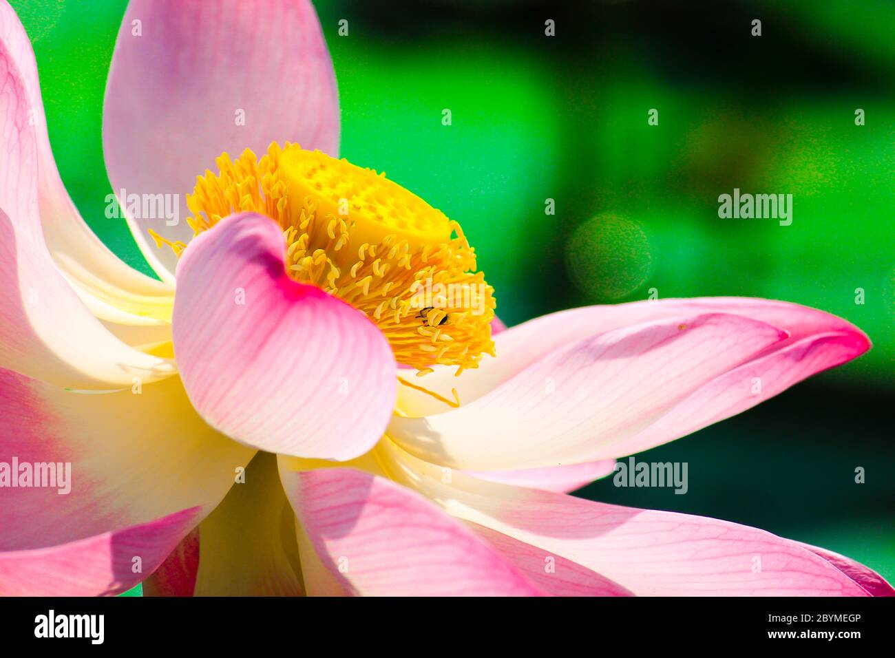 macro closeup beautiful lotus blossoms or water lily flowers with bee