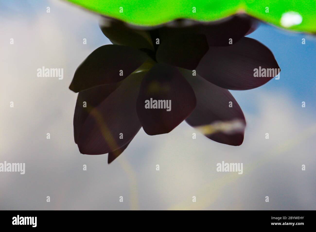 fresh green lotus reflex shadow in water leaf background Stock Photo ...