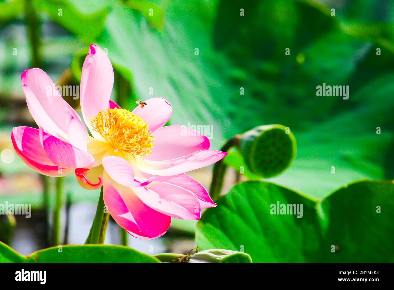 macro closeup beautiful lotus blossoms or water lily flowers with bee