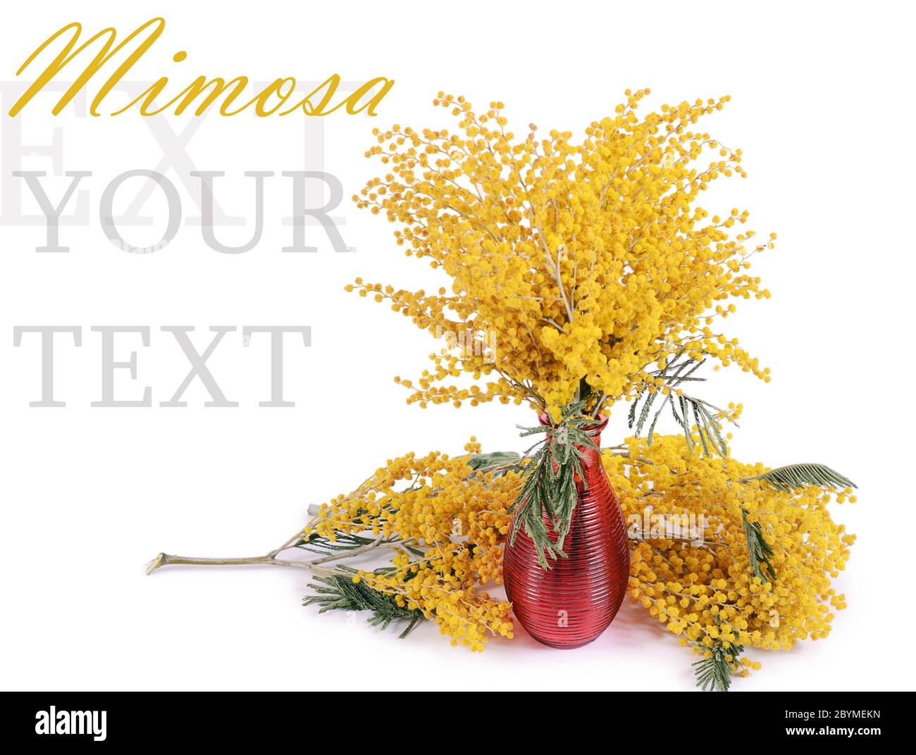 Yellow mimosa isolated on white background Stock Photo Alamy