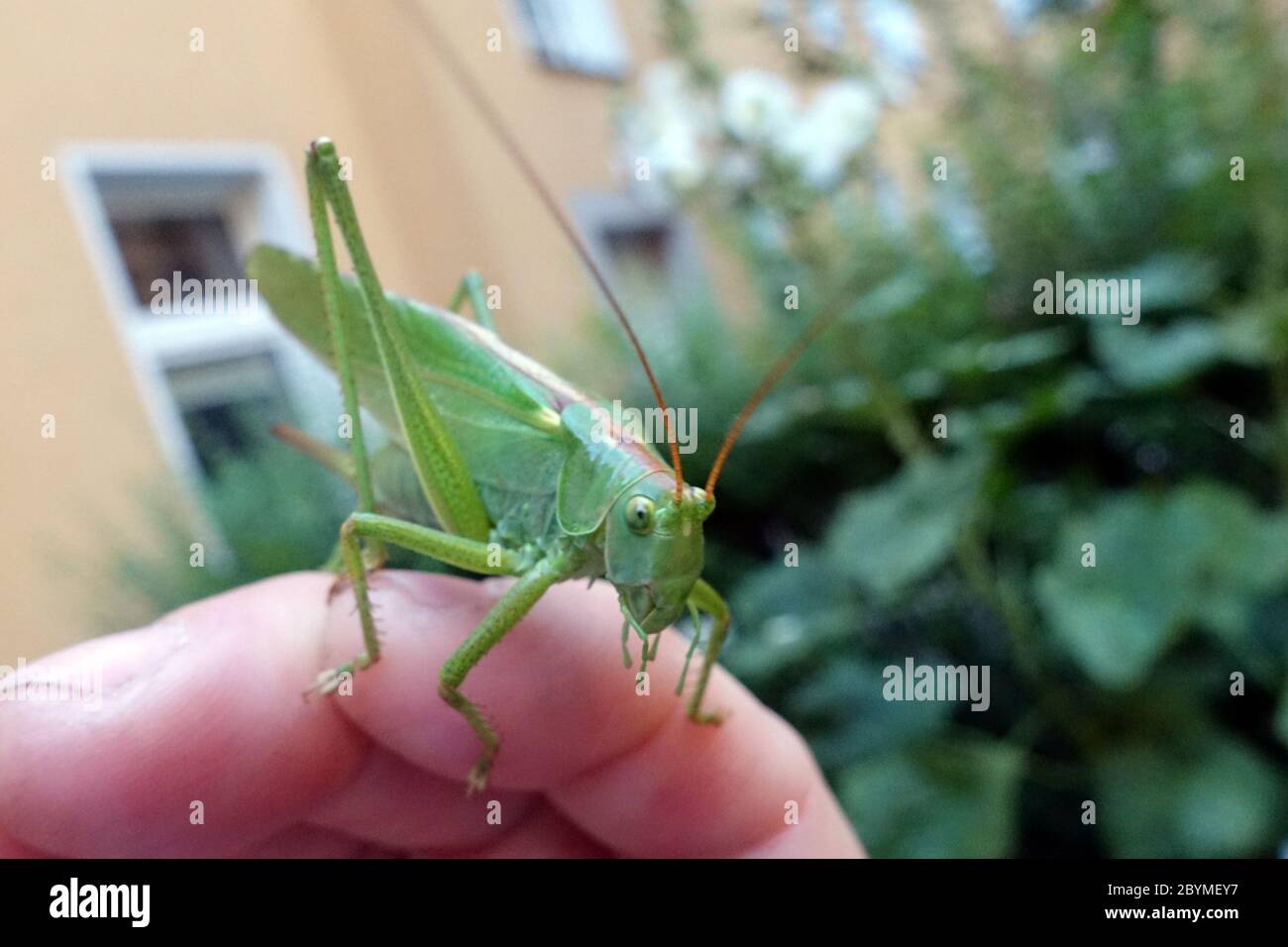 27.06.2019, Berlin, , Germany - Green hay horse on one hand. 00S190627D039CAROEX.JPG [MODEL RELEASE: YES, PROPERTY RELEASE: YES (c) caro images / Sorg Stock Photo