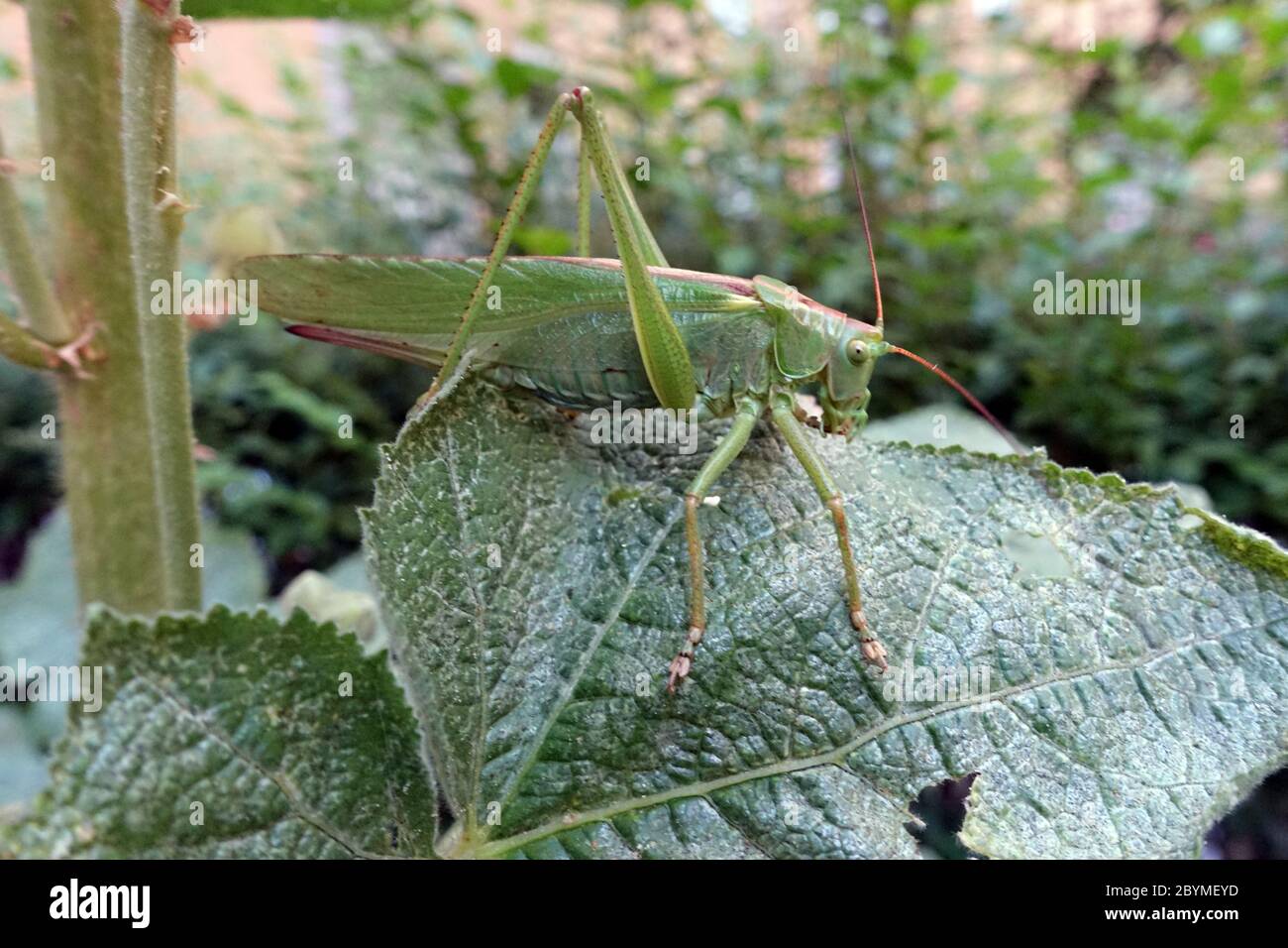 27.06.2019, Berlin, , Germany - Green hay horse on a leaf. 00S190627D041CAROEX.JPG [MODEL RELEASE: NOT APPLICABLE, PROPERTY RELEASE: YES (c) caro imag Stock Photo