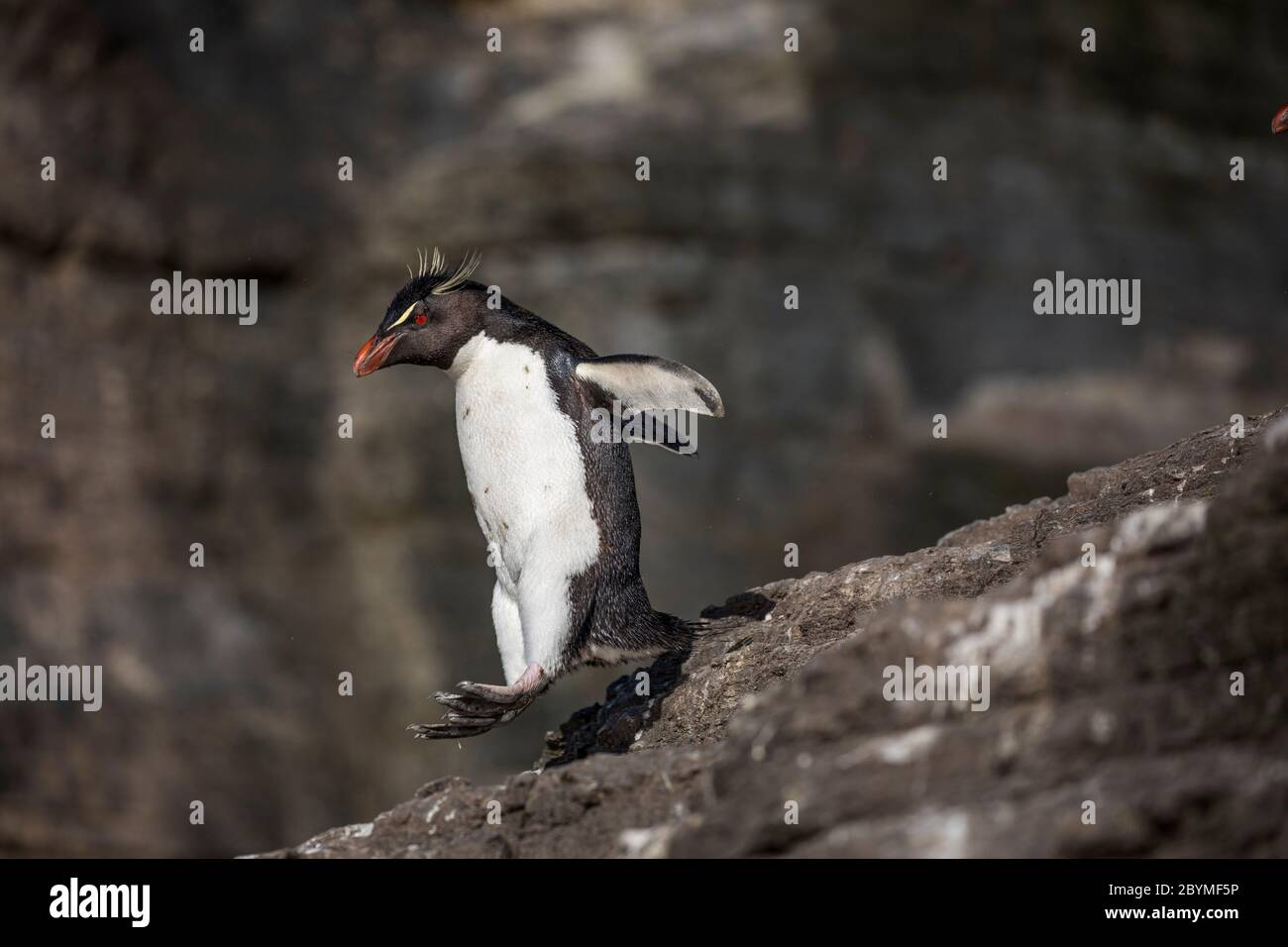 Southern Rockhopper Penguin; Eudyptes chrysocome; Jumping; Falklands Stock Photo