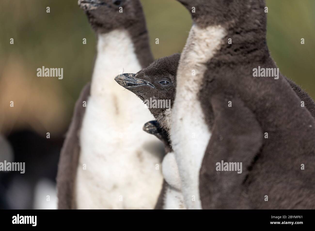 Southern Rockhopper Penguin; Eudyptes chrysocome; Chicks; Falklands Stock Photo