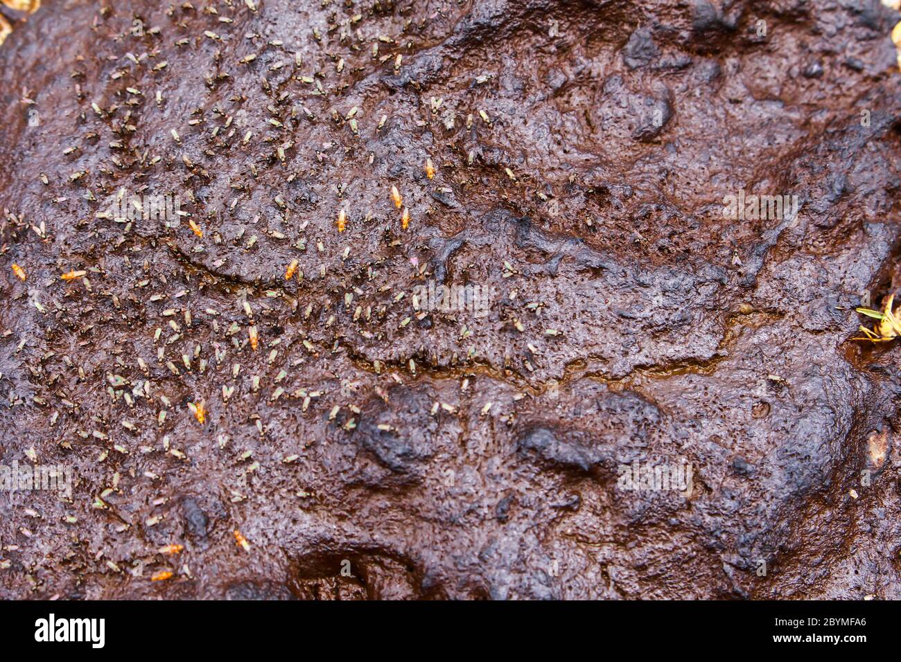 dry cow dung and fly is dirty subject which yield manure organic ...