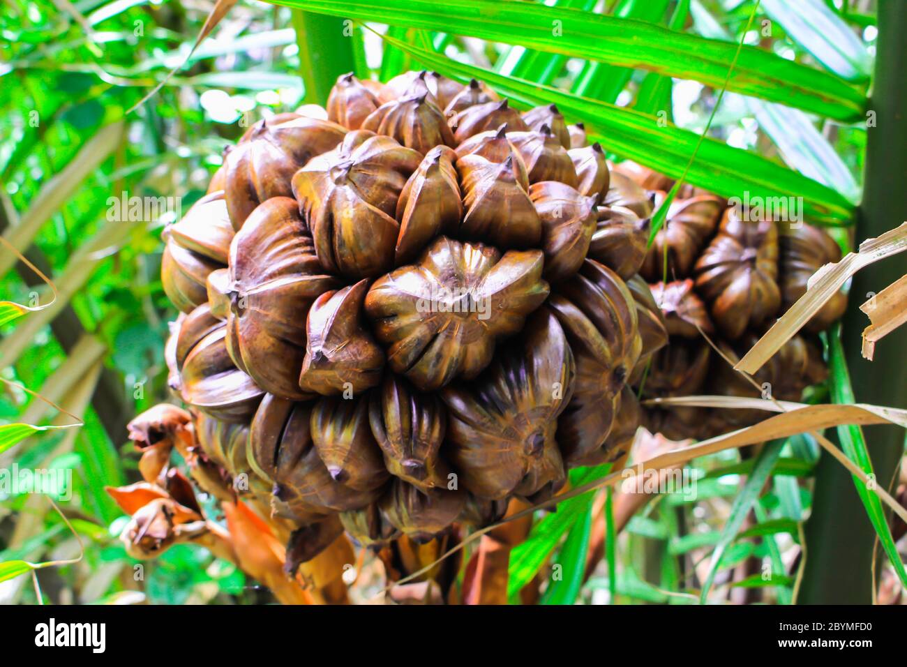 Rus pornosi ayol spermasini yalaydi