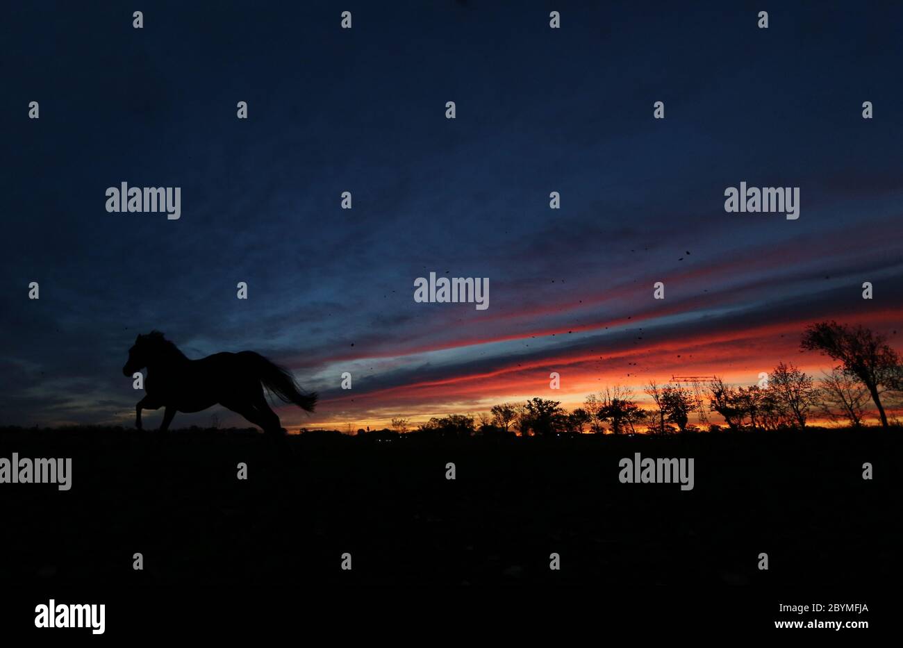 26.10.2019, Neuenhagen, Brandenburg, Germany - Silhouette: Horse at dawn galloping in a paddock. 00S191026D645CAROEX.JPG [MODEL RELEASE: NOT APPLICABL Stock Photo