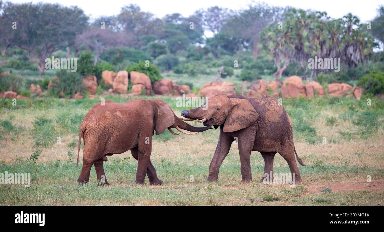 Some big red elephants try to fight each other with the trunks Stock Photo