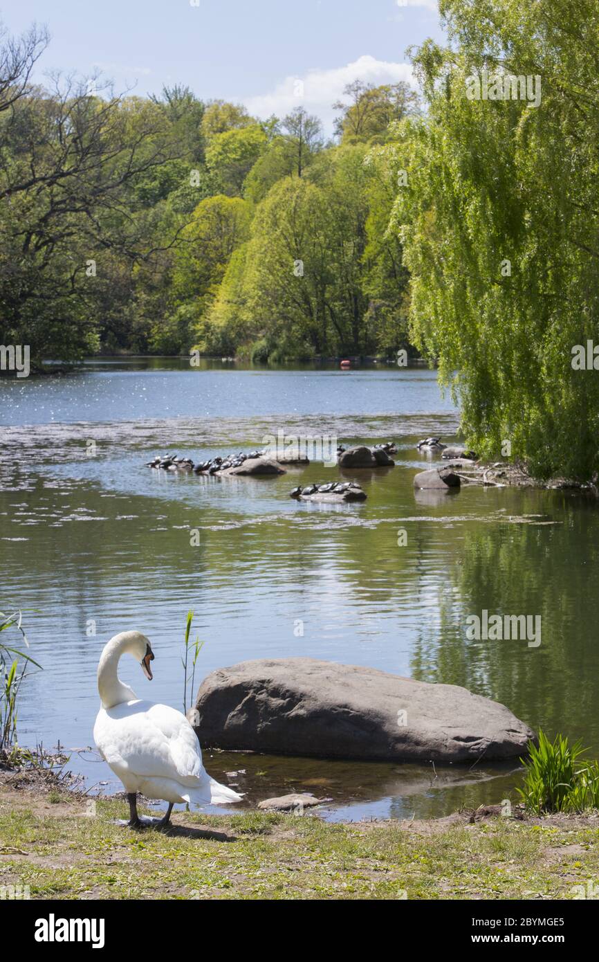 Peaceful water scene in Prospect Park, at LaFrak Center at Lakeside in the spring, Brooklyn, New York. Stock Photo