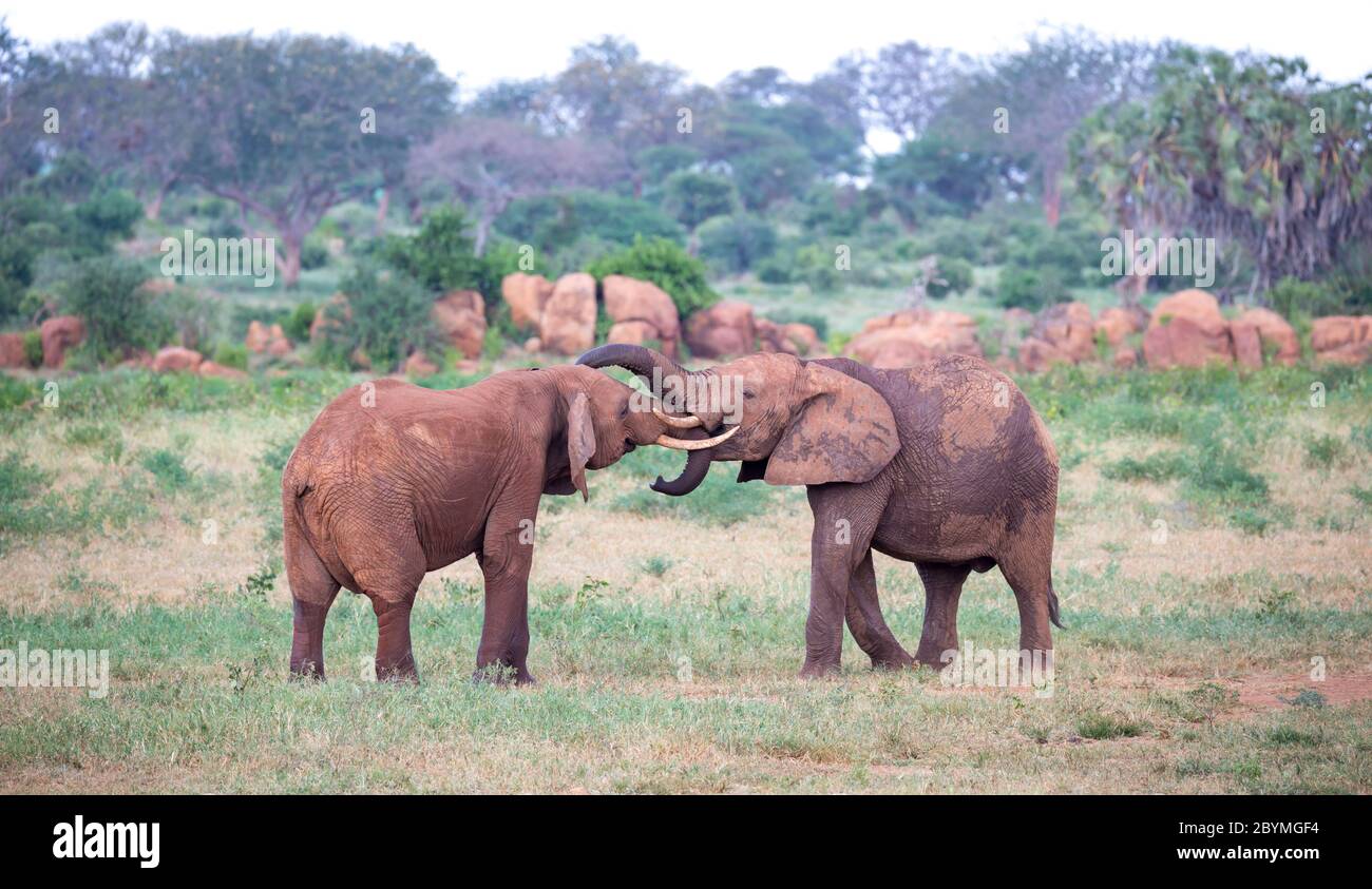 Some big red elephants try to fight each other with the trunks Stock Photo
