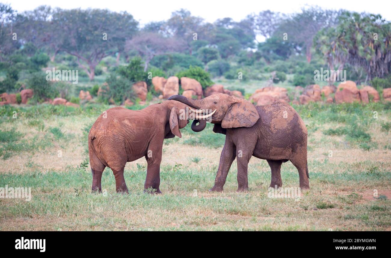 Some big red elephants try to fight each other with the trunks Stock Photo