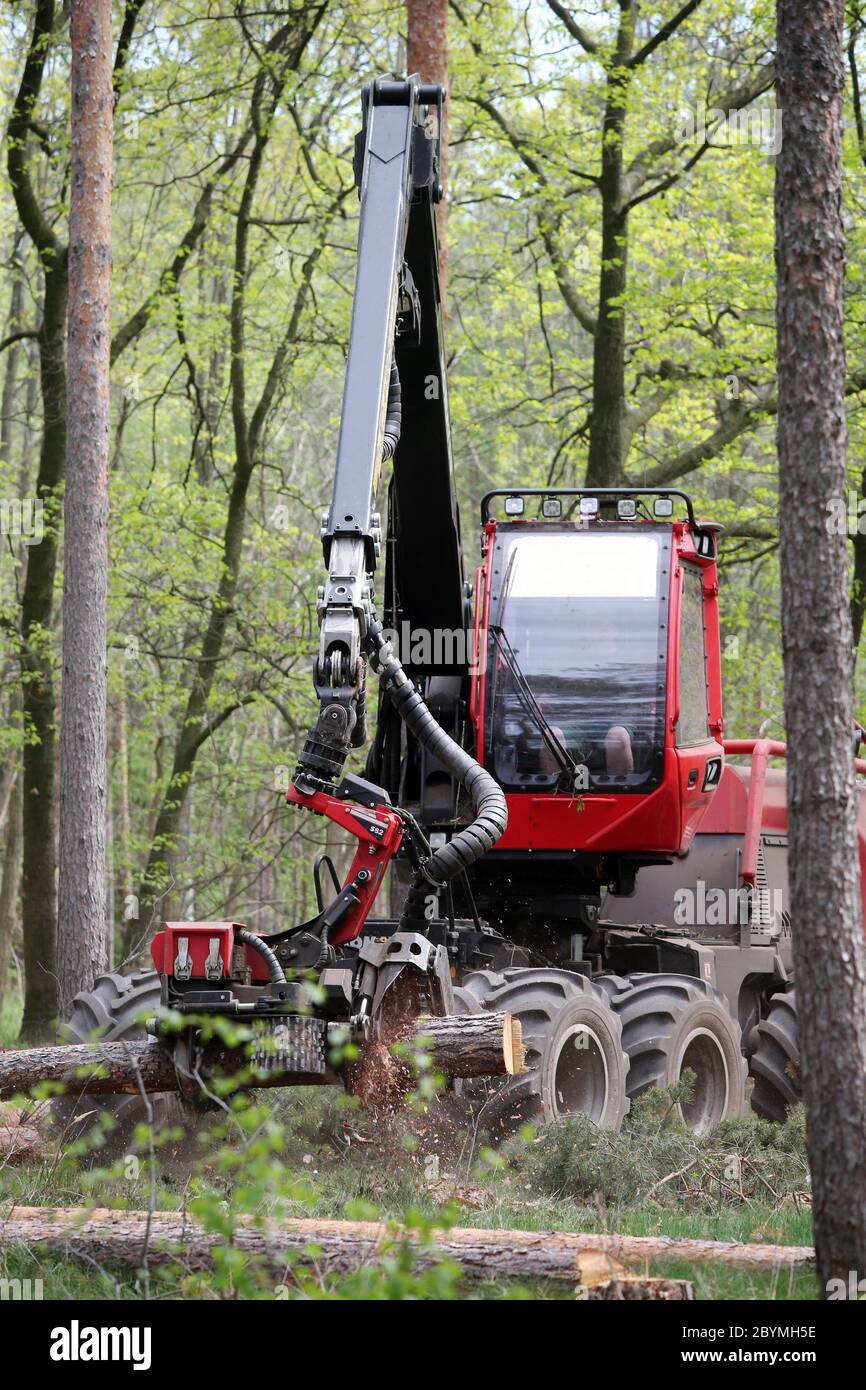 28.04.2020, Doebrichau, Brandenburg, Germany - Harvester in a pine forest delimbing a tree trunk. 00S200428D379CAROEX.JPG [MODEL RELEASE: NO, PROPERTY Stock Photo
