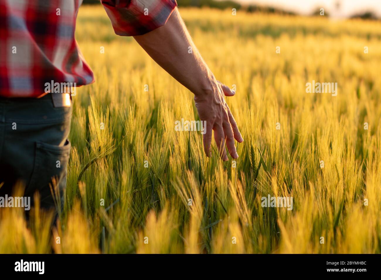 Farmer or agronomist walking through field checking golden wheat crop in sunset. Hand touching ripening wheat grains in early summer. Stock Photo