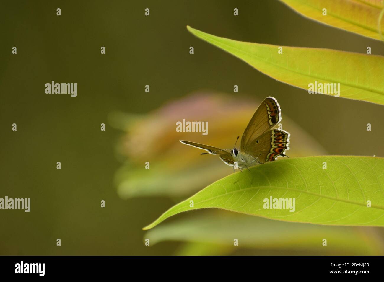 amazing butterfly sitting on leaf. Stock Photo