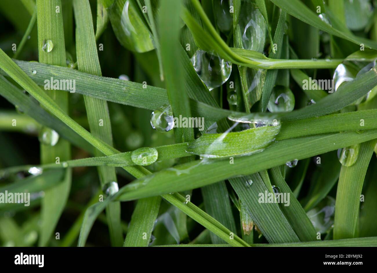 Water droplets rest on strands of grass in a garden after a rain shower in the morning. Stock Photo
