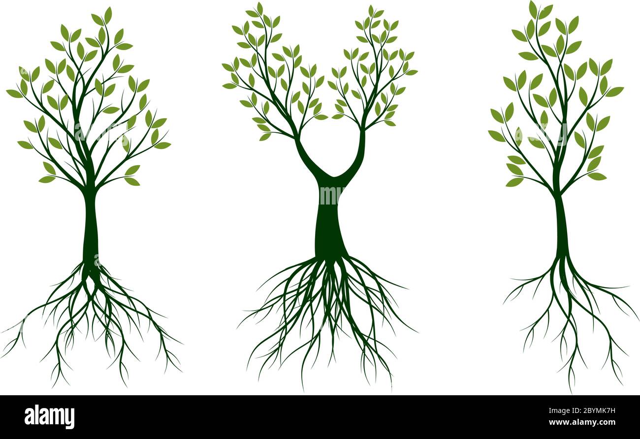 Green spring Tree. Roots and Leaves. Vector outline graphic. Stock Vector