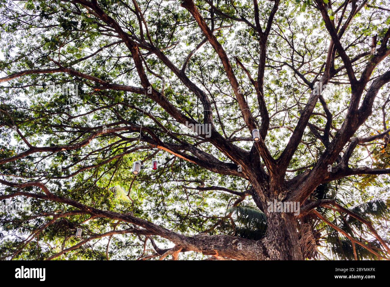Paper lantern hanging on trees hi-res stock photography and images - Alamy