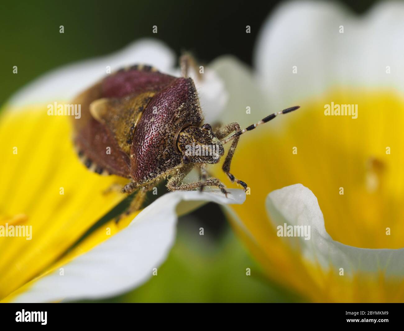 Sloe Bug, Dolycoris baccarum on flowers of poached egg plant Stock Photo