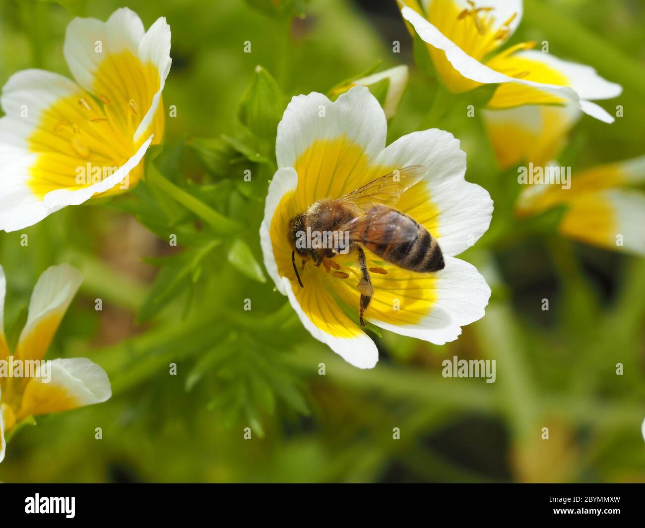 Honey bee feeding on flower of poached egg plant Stock Photo