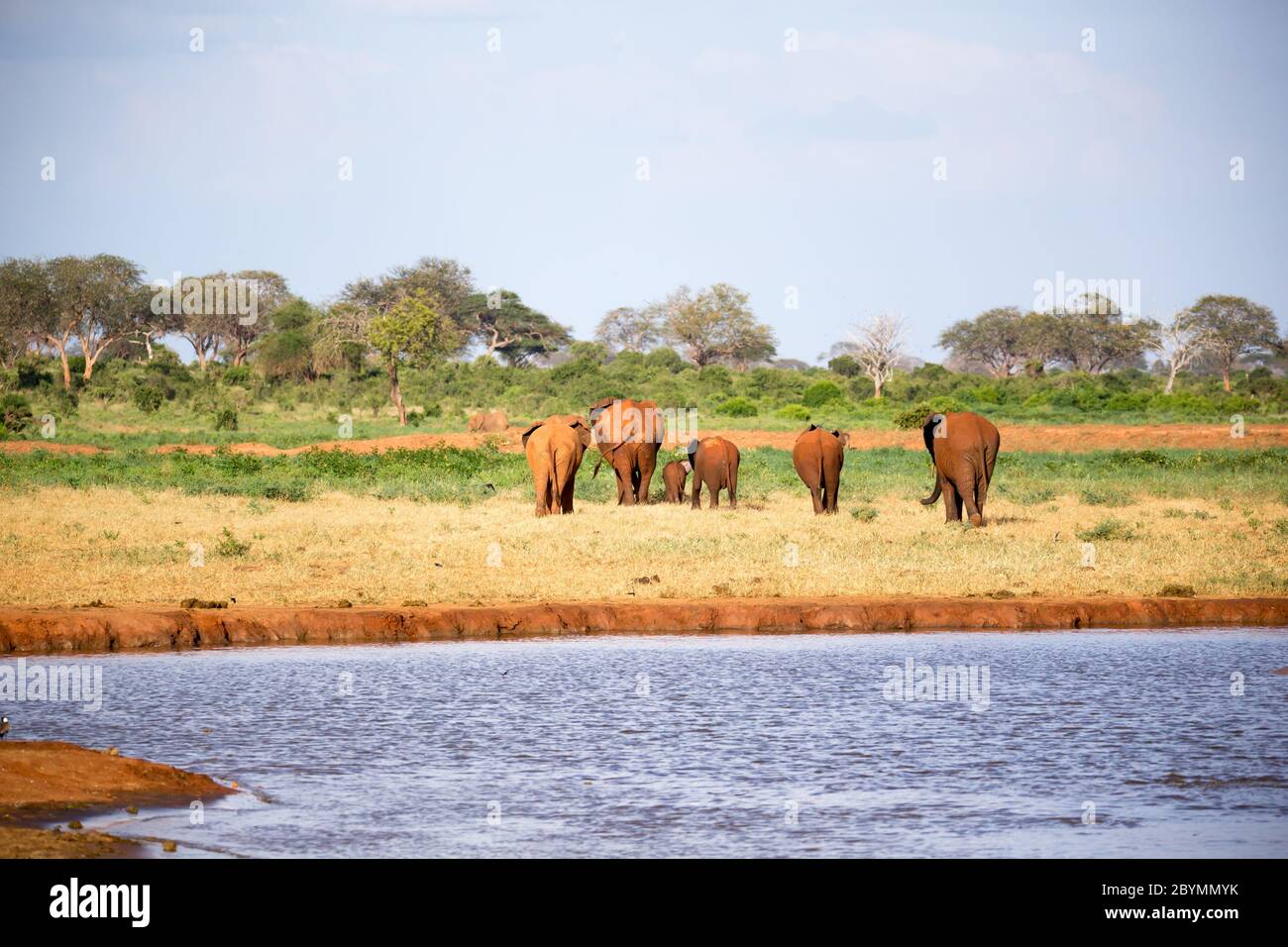 The large family of red elephants on their way through the Kenyan savanna Stock Photo