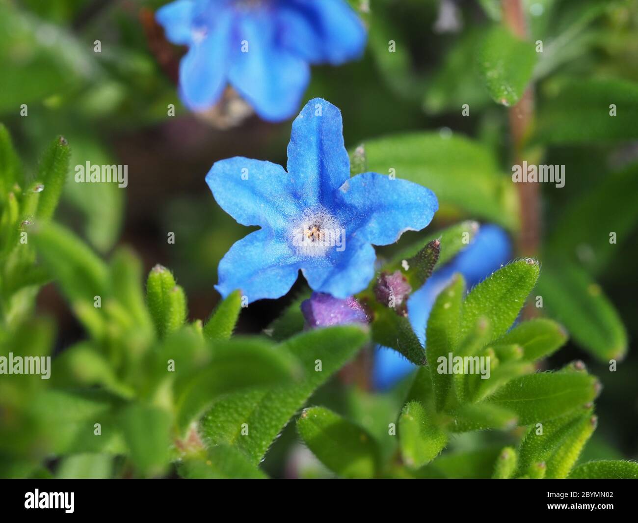 Lithodora diffusa, rockery plant with blue flower. Stock Photo