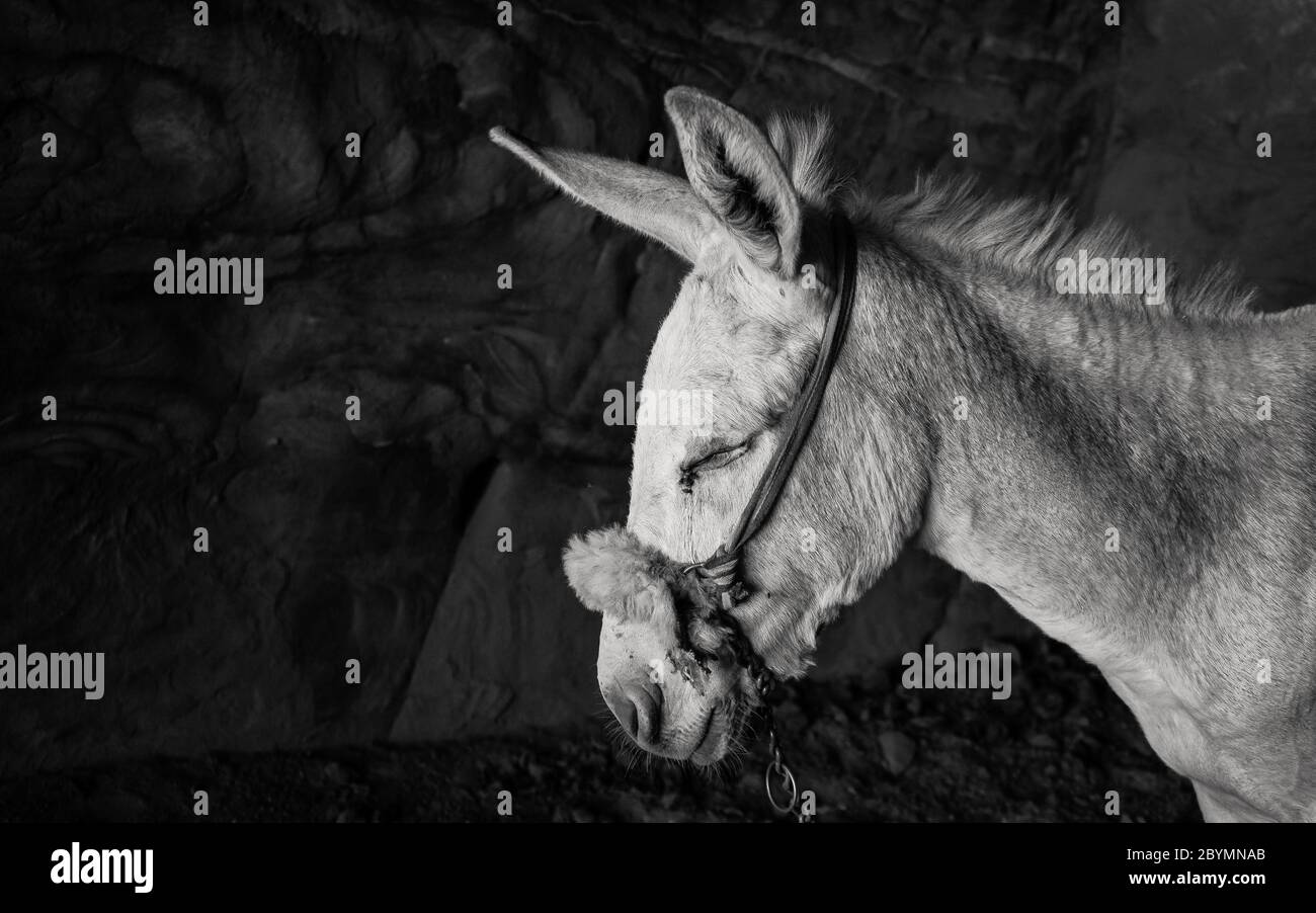 Tamed donkey highland desert rocky farming animal portrait on a leash
