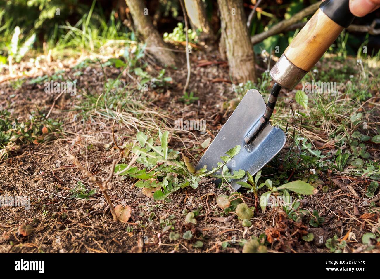 Removal of weeds from the ground in the home garden. Spring work Stock Photo