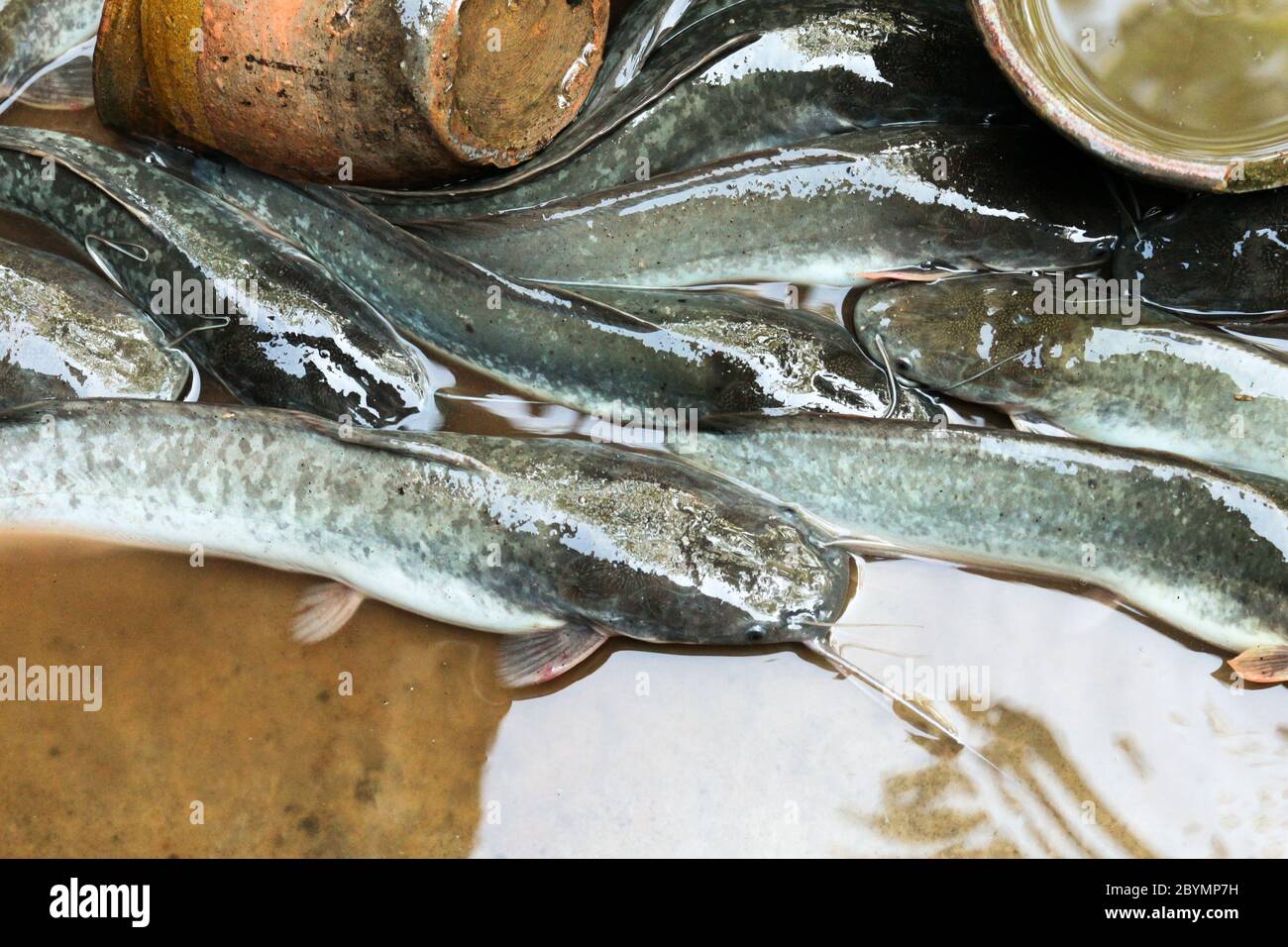 fresh catfish in farm thailand Stock Photo Alamy