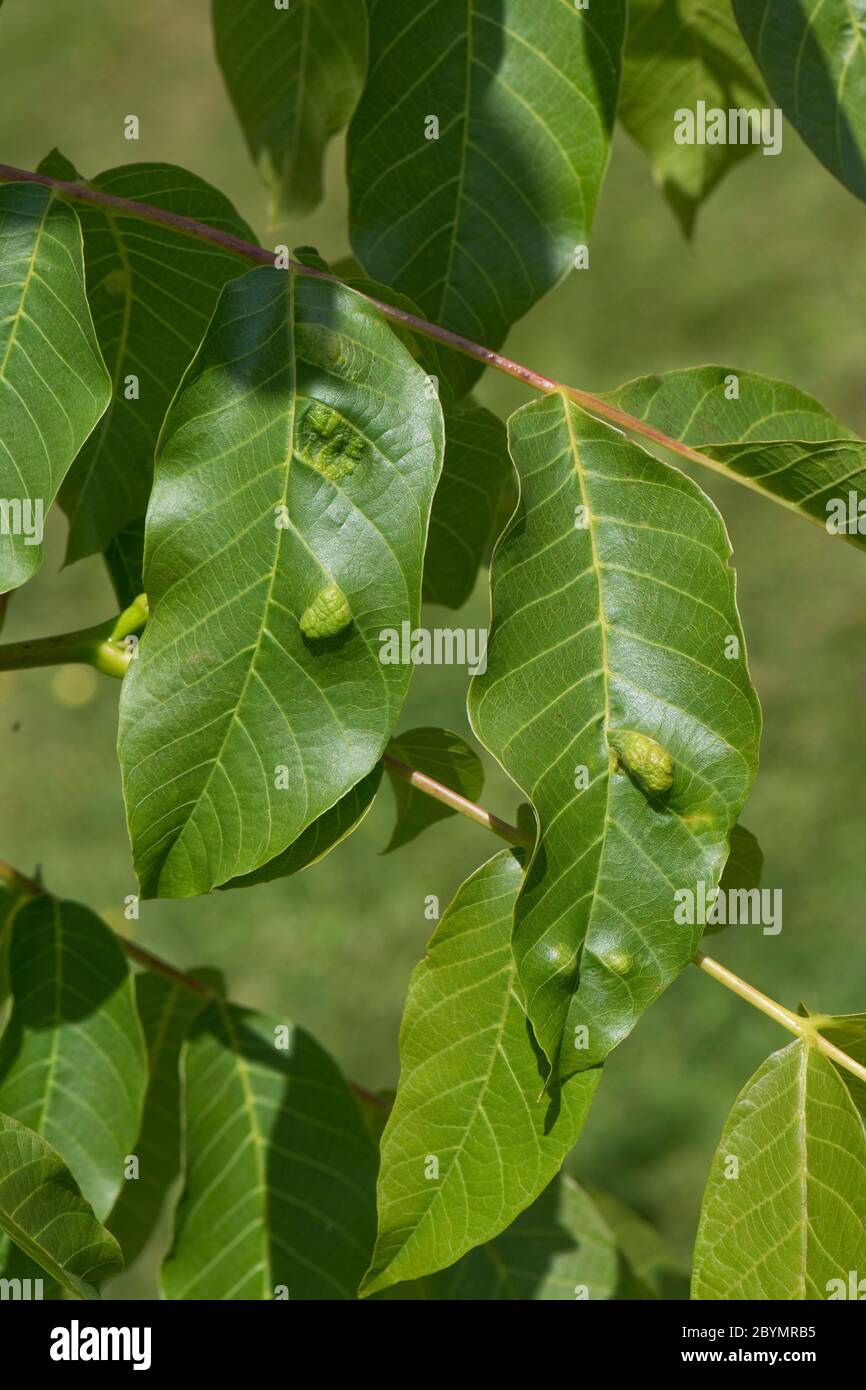 Walnut leaf gall mite (Aceria erinea) blisters on the upper surface of a walnut tree (Juglans regia) leaf, Berkshire, June Stock Photo
