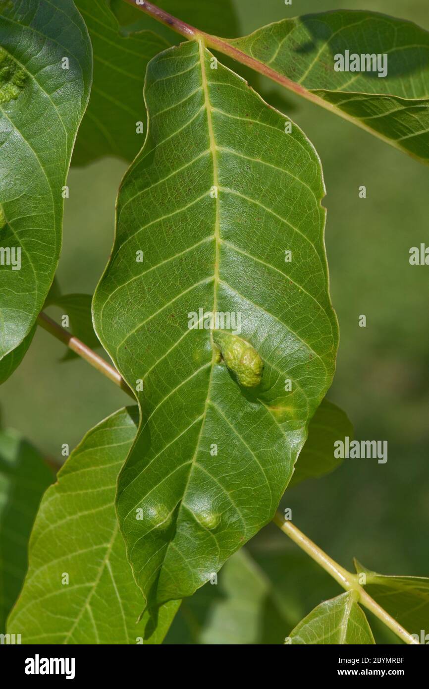 Walnut leaf gall mite (Aceria erinea) blisters on the upper surface of a walnut tree (Juglans regia) leaf, Berkshire, June Stock Photo