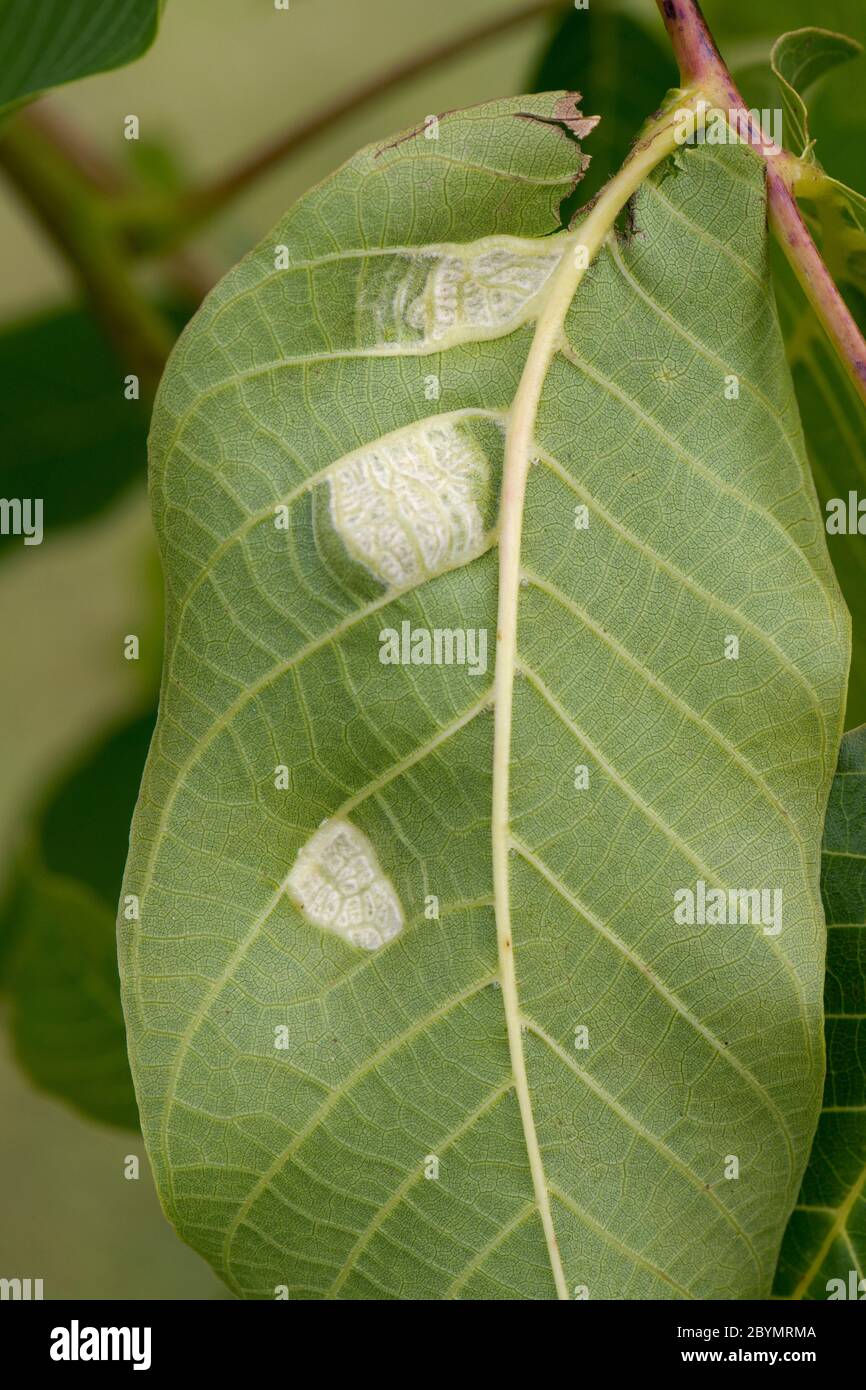 Walnut leaf gall mite (Aceria erinea) white blisters of mites on the lower surface of a walnut tree (Juglans regia) leaf, Berkshire, June Stock Photo